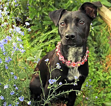 Photo of Ripley