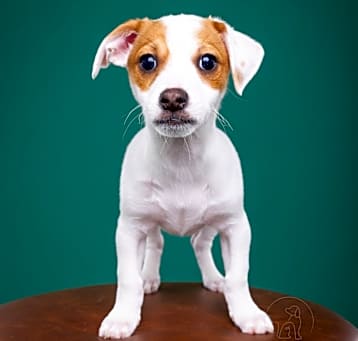 Photo of Peanut