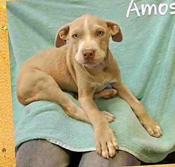 Photo of Amos