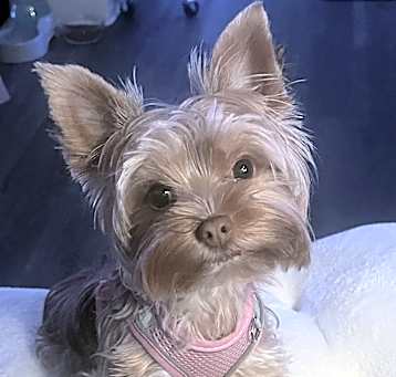 Photo of Mocha