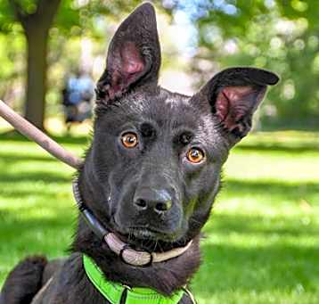 Photo of Dingo