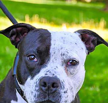 Photo of Rosey
