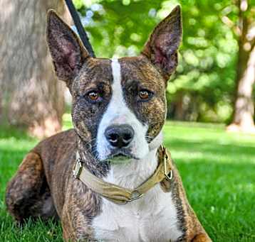 Photo of Lokie
