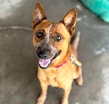 Photo of Pirate