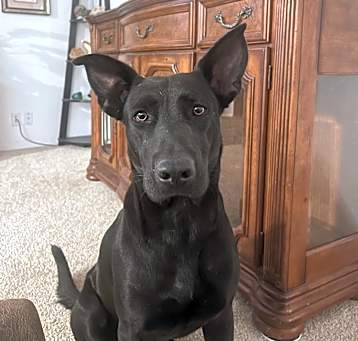 Photo of Asta