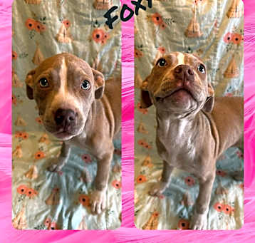 Photo of Foxy