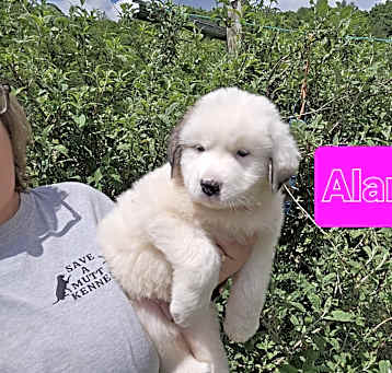 Photo of Alanis