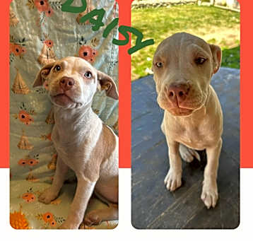 Photo of Daisy