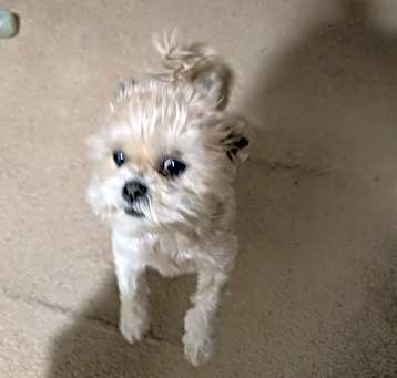 Photo of Lola
