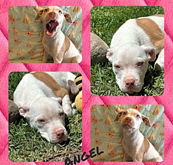Photo of Angel