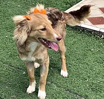 Photo of Cocoa