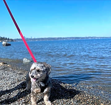 Photo of Comet