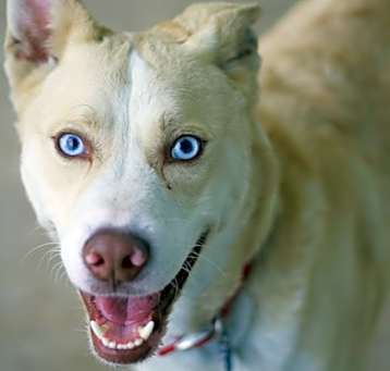 Photo of Boo
