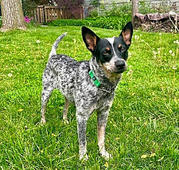 Photo of Daisy (momma)