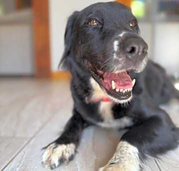 Photo of Bailey