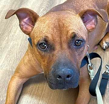 Photo of Penny
