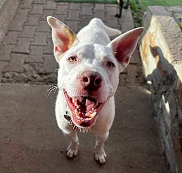 Photo of Casper