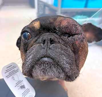 Photo of Frankie (GA)