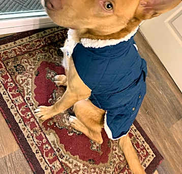 Photo of Maverick