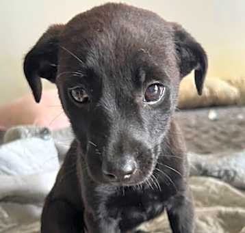 Photo of Baby Shadow