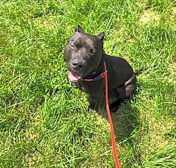 Photo of Buddy