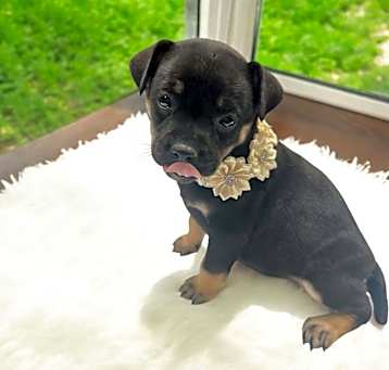 Photo of Enchilada