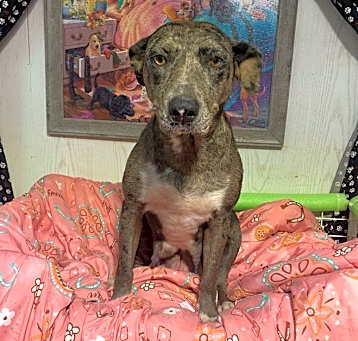 Photo of Pandora