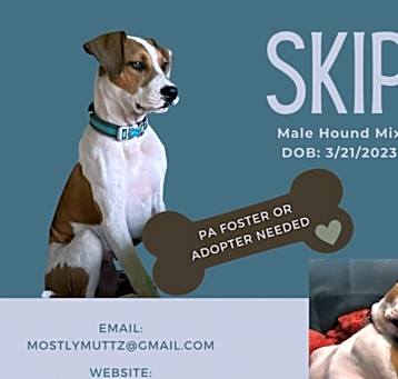 Photo of Skip (fka Chester)