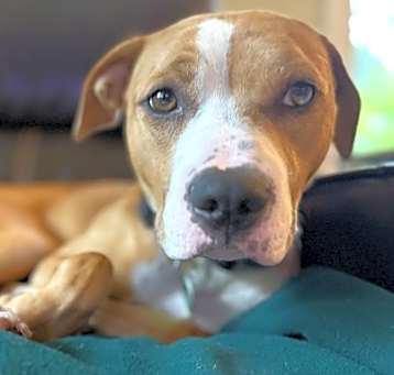 Photo of Renly