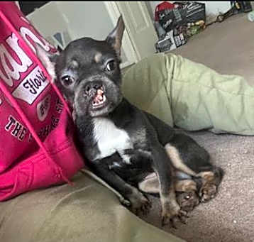 Photo of Smiley