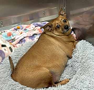 Photo of Rusty