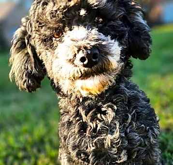 Photo of Pookie