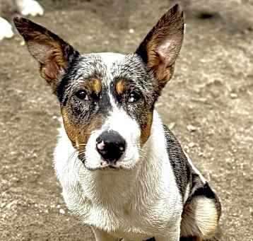 Photo of Callie