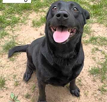 Photo of Lucky