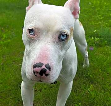 Photo of Biscuit