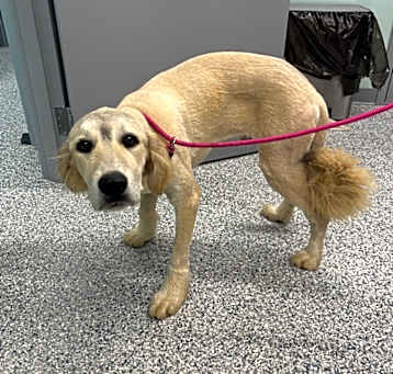 Photo of Buddy