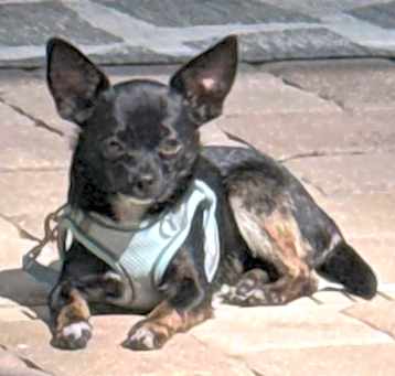 Photo of Ricky