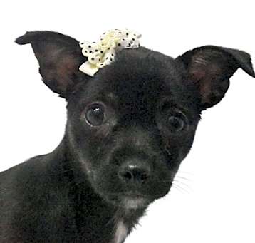Photo of Dotty