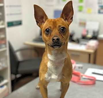 Photo of Peanut