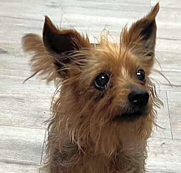 Photo of TILLY/URGENT