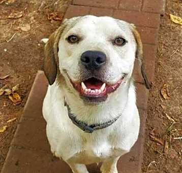 Photo of Scooby