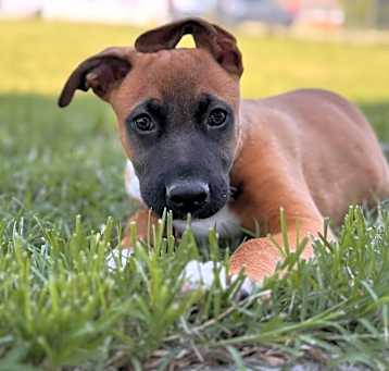 Photo of Baby Rocky