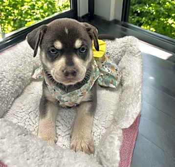 Photo of Churro