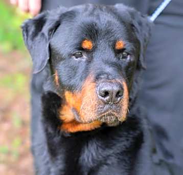 Photo of KIRBY- 29785
