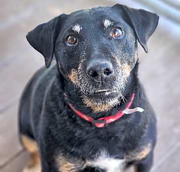 Photo of Diesel