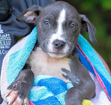 Photo of VICTOR-29824