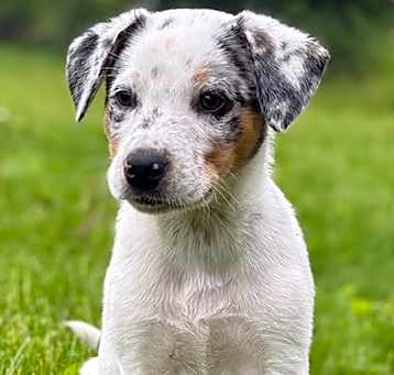 Photo of Chip