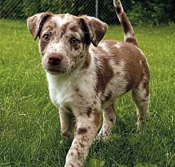 Photo of Cookie