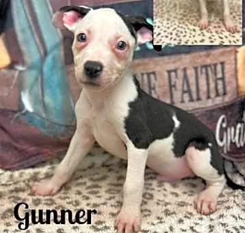 Photo of Gunner meet me 5/31