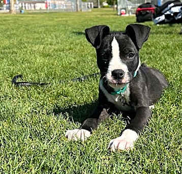 Photo of Rizzo